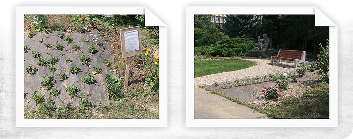 Terapeutická záhrada Fakultnej nemocnice v Brne