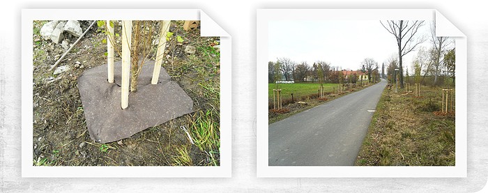 Výsadba novej aleje na historické Zlatej ceste u Prachatic